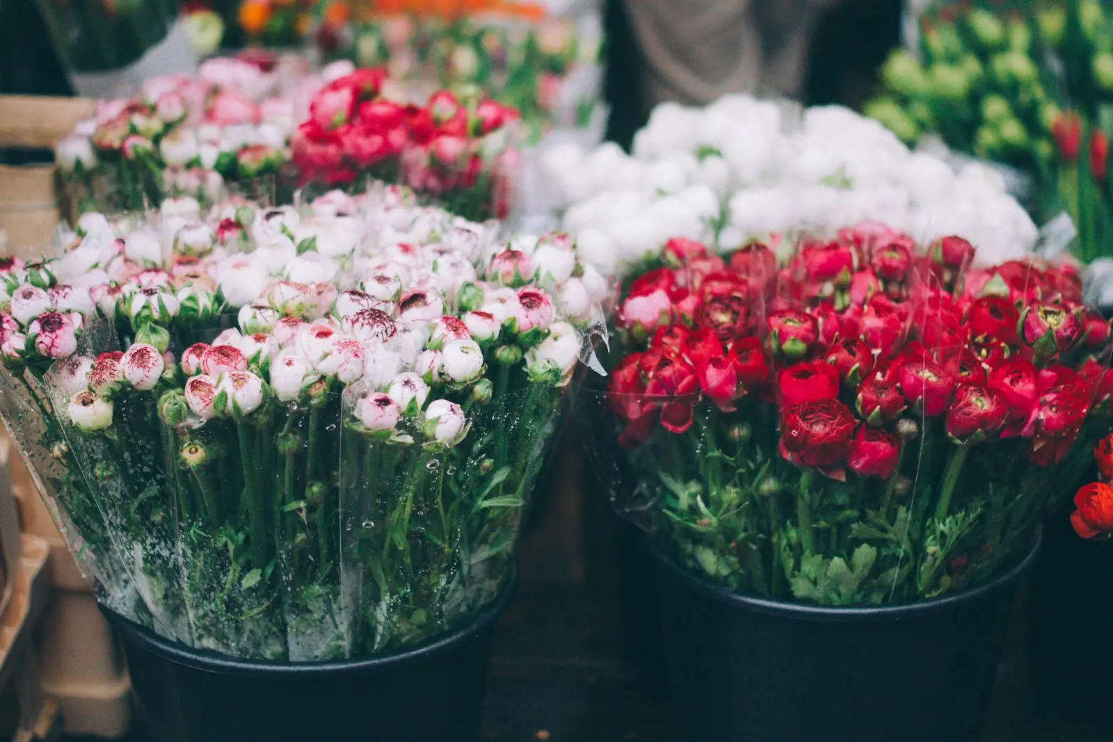 Seaux de roses et de renoncules fraîches alignés chez un fleuriste