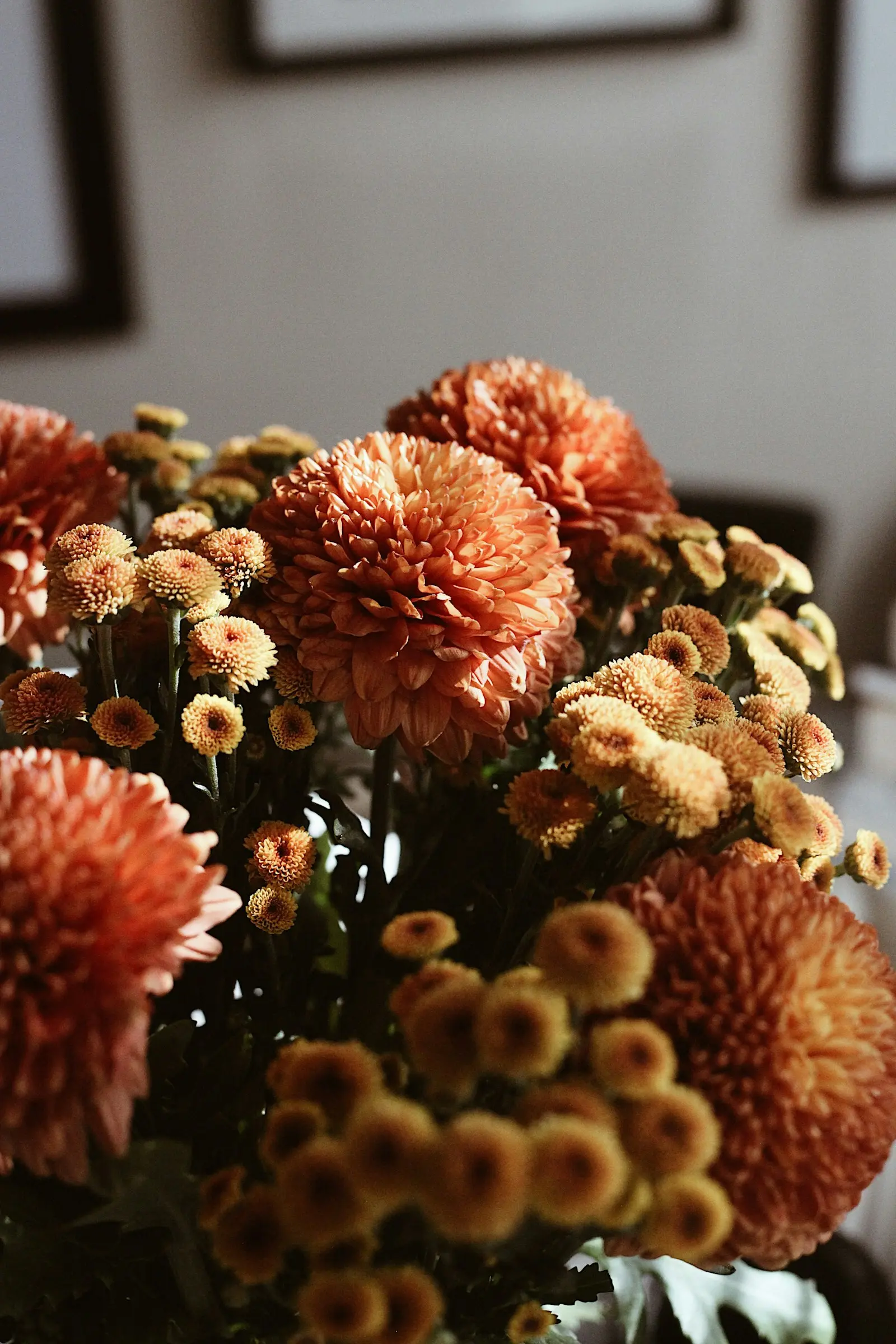 Chrysanthèmes cuivrés et orangés aux couleurs de l'automne