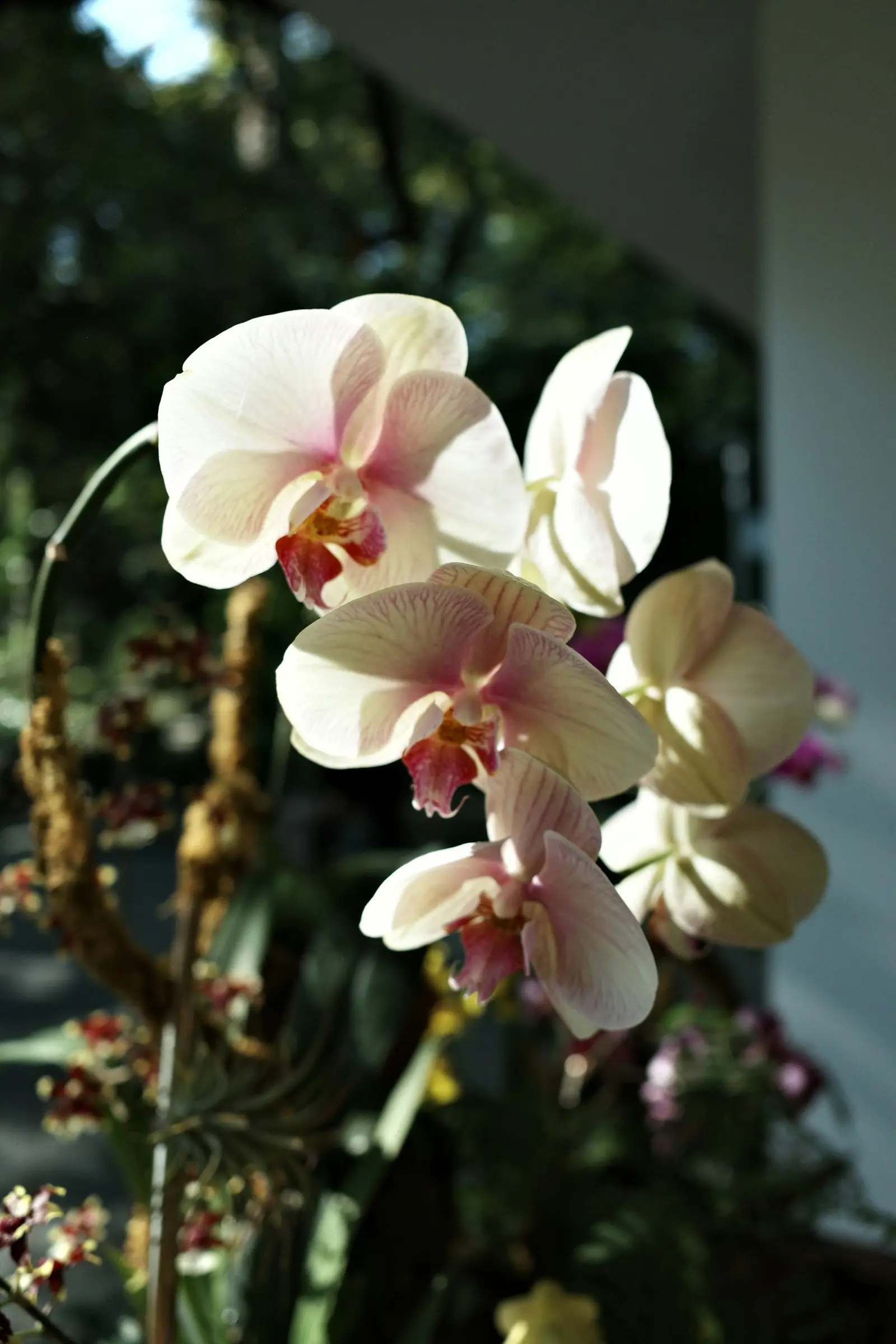 Orchidée phalaenopsis blanche tachetée de pourpre
